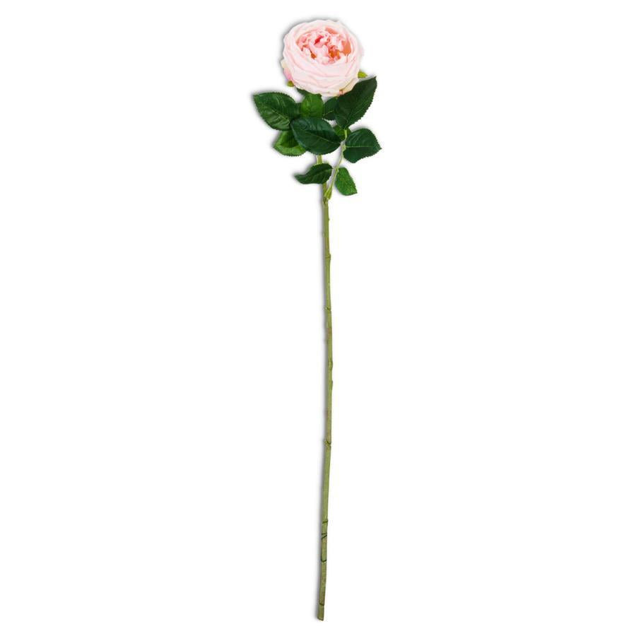 24" Pink Austin Rose