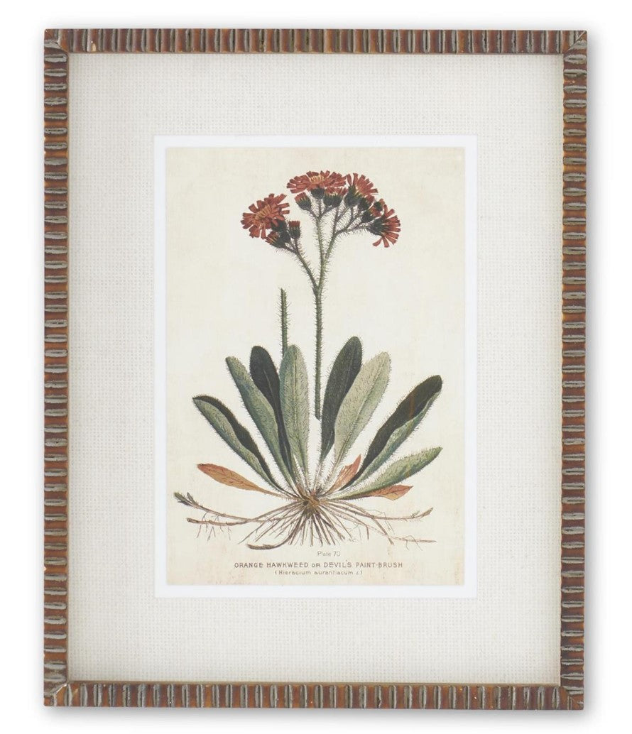 19.75" Broadleaf Weed Print