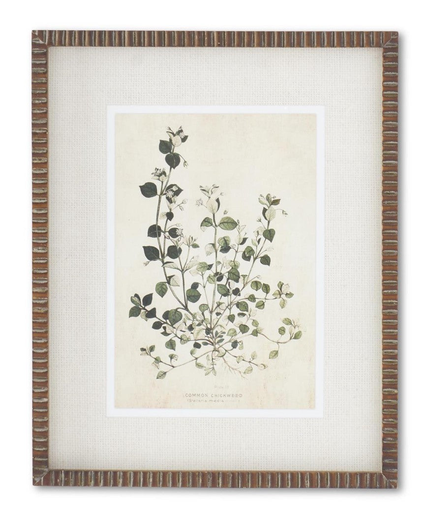 19.75" Broadleaf Weed Print