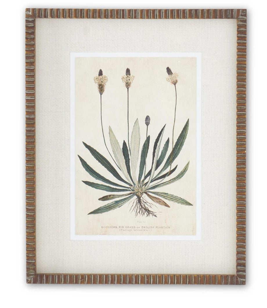19.75" Broadleaf Weed Print