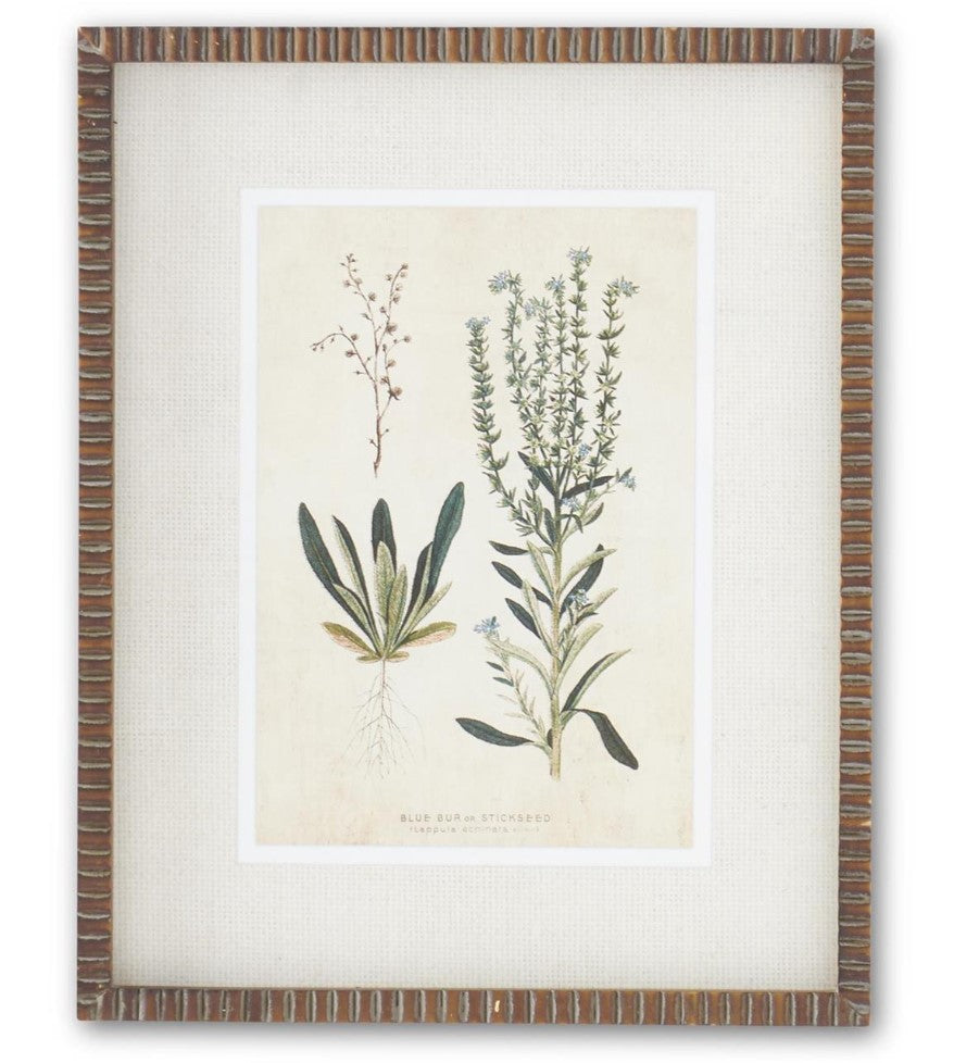 19.75" Broadleaf Weed Print