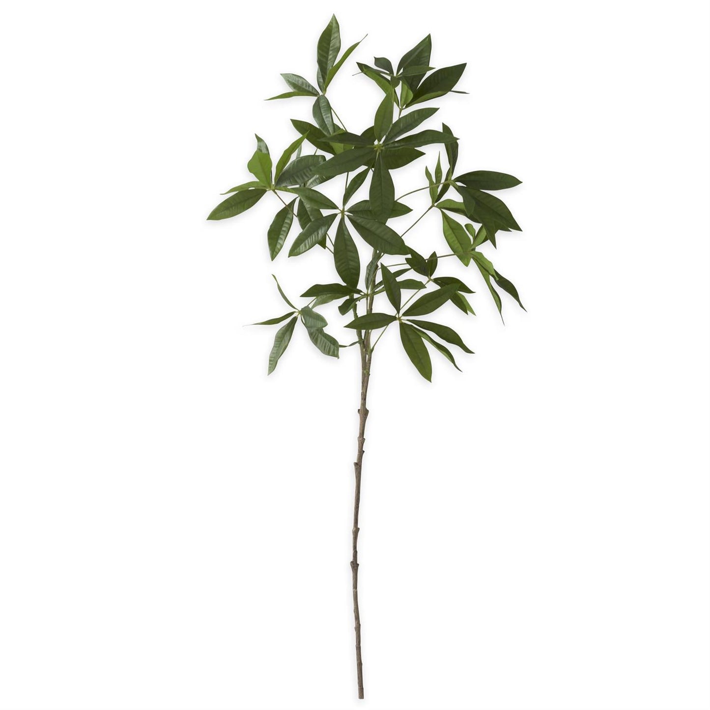 36" Money Tree Branch