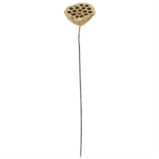 21" Gold Lotus Seedpod