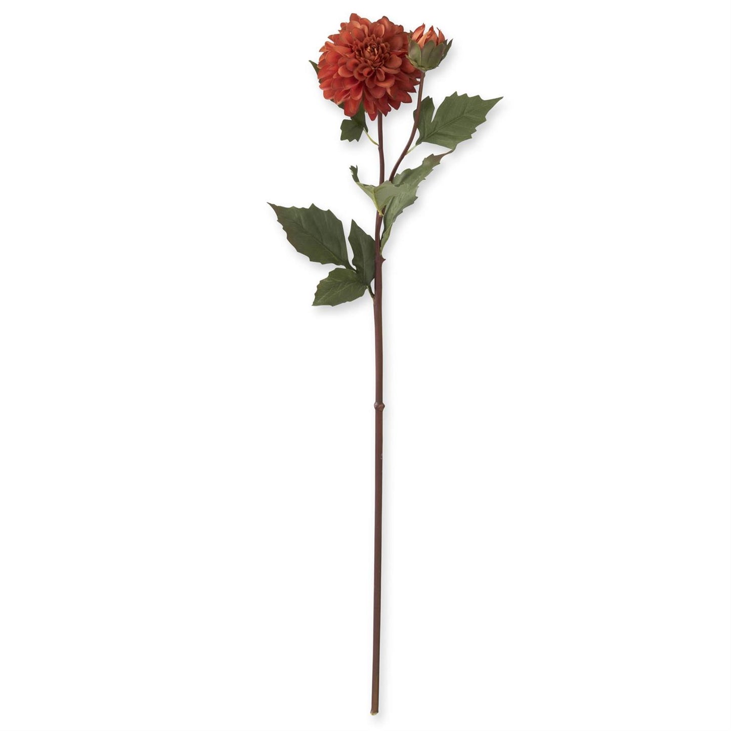 26" Rust Bud & Blossom Dahlia Stem
