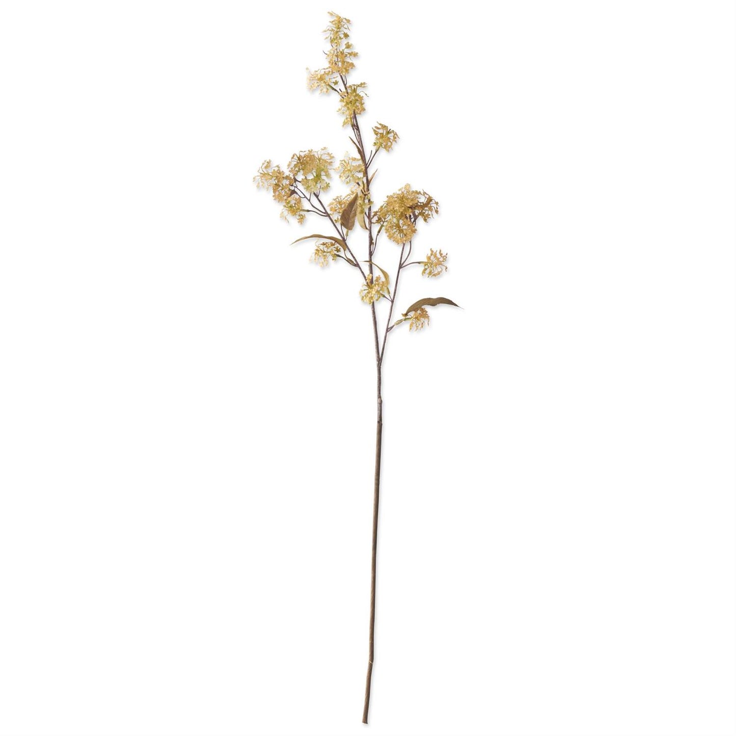 35" Yellow Elderberry Stem