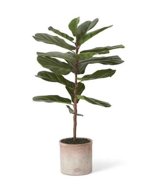 Fiddle Fig Tree in Distressed Clay Pot