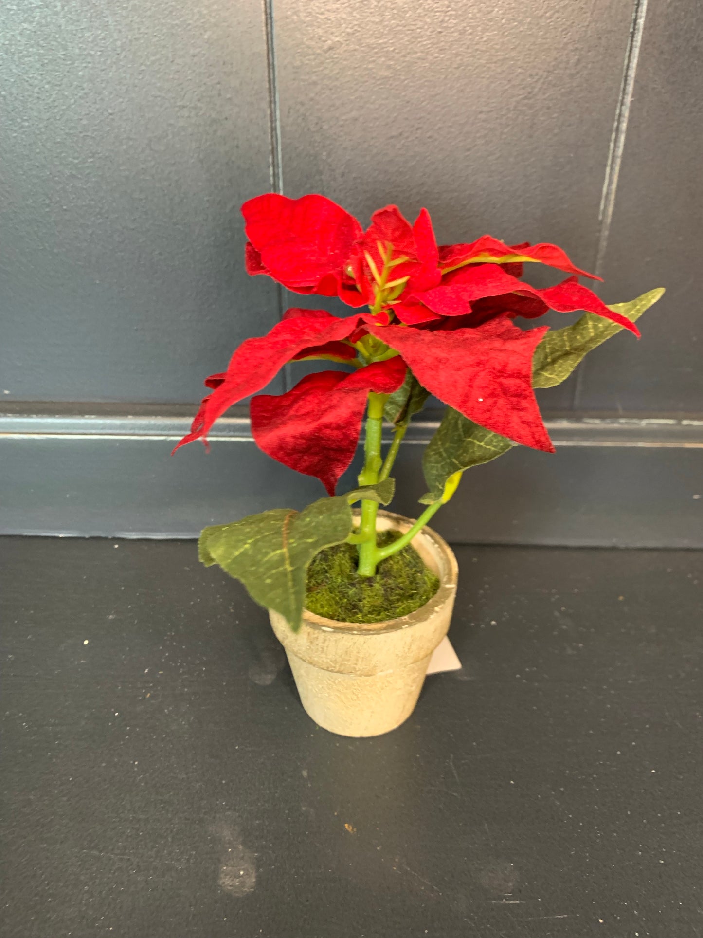 Red Poinsettia